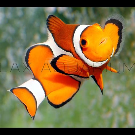 Shop clown fish for Sale on Shopee Philippines.